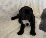 Small Cane Corso