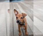Small #3 Chihuahua Mix