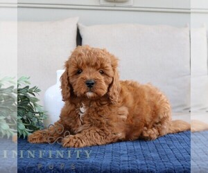 Goldendoodle (Miniature) Puppy for sale in EPHRATA, PA, USA