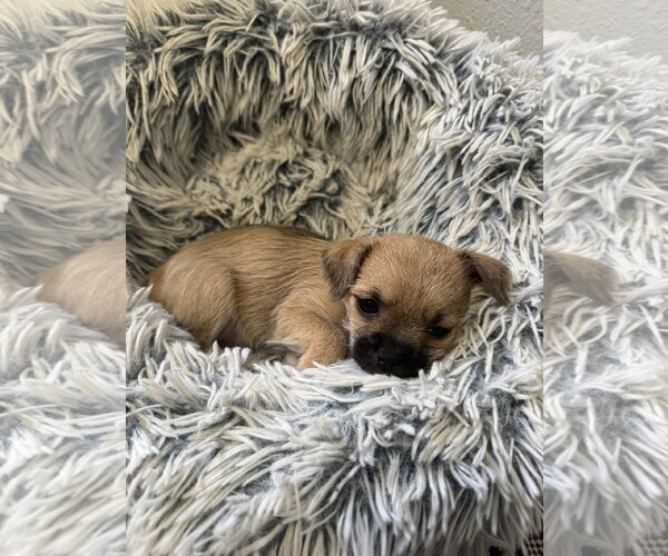 Medium Photo #2 ShiChi Puppy For Sale in Valrico, FL, USA