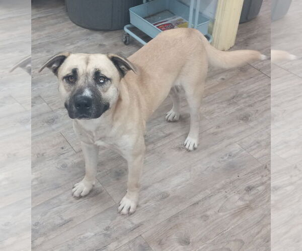 Medium Photo #13 Siberian Husky-Unknown Mix Puppy For Sale in Murfreesboro, NC, USA