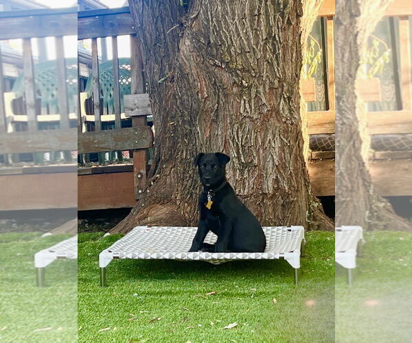 Medium Photo #5 Mutt Puppy For Sale in Sandy, UT, USA