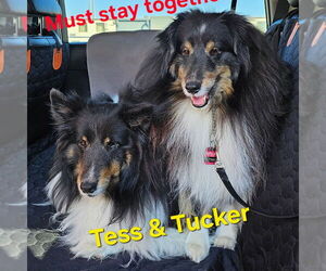 Mutt Dogs for adoption in Columbus, OH, USA