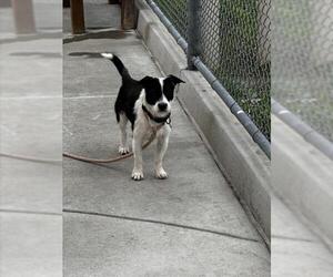 Mutt Dogs for adoption in Martinez, CA, USA