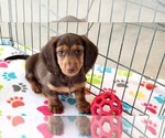 Small #8 Dachshund