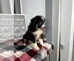 Small #2 Miniature Australian Shepherd