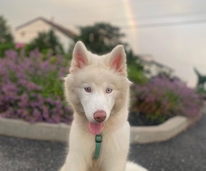 Siberian Husky Puppy for sale in SMITHFIELD, VA, USA