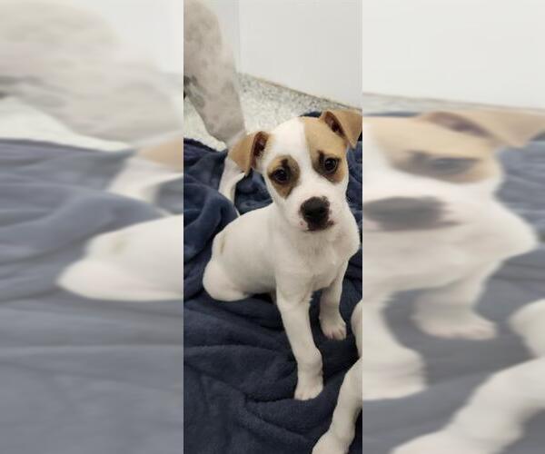 Medium Photo #2 Mutt Puppy For Sale in San Antonio, TX, USA