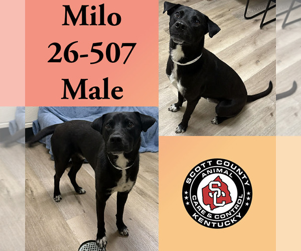 Medium Photo #1 Labrador Retriever-Unknown Mix Puppy For Sale in Georgetown, KY, USA