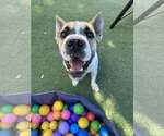 Small Chinese Shar-Pei Mix