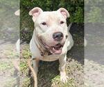 Small #1 American Bulldog Mix