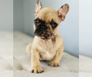 French Bulldog Puppy for sale in CHULA VISTA, CA, USA