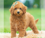 Small Photo #95 Maltipoo (Miniature) Puppy For Sale in WARSAW, IN, USA