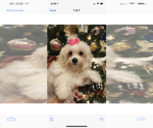 Maltese-Poodle (Toy) Mix Puppy for sale in SARASOTA, FL, USA