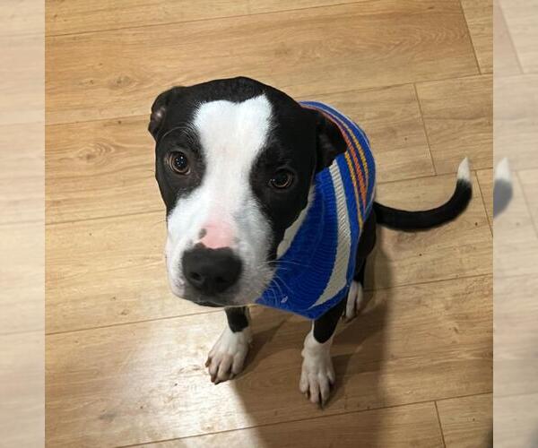 Medium Photo #3 Mutt Puppy For Sale in Tulsa, OK, USA