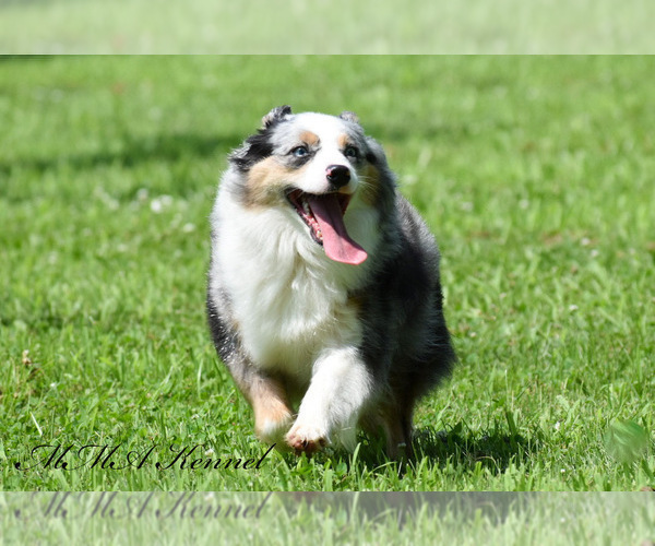 Medium Photo #1 Miniature Australian Shepherd Puppy For Sale in EASTON, MO, USA