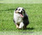 Small Photo #1 Miniature Australian Shepherd Puppy For Sale in EASTON, MO, USA