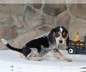 Beagle-Mutt Mix Puppy for sale in FREDERICKSBURG, OH, USA