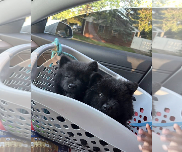 Medium Photo #5 Chow Chow Puppy For Sale in PARK FOREST, IL, USA