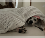 Small #14 American Pit Bull Terrier-Chihuahua Mix