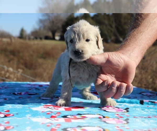 Medium Photo #26 Goldendoodle Puppy For Sale in UNION CITY, TN, USA