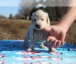 Small Photo #26 Goldendoodle Puppy For Sale in UNION CITY, TN, USA