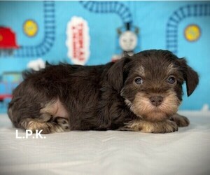 Schnauzer (Miniature) Puppy for sale in WINNSBORO, LA, USA