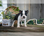 Small #2 Boston Terrier