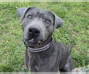 Great Dane-Labrador Retriever Mix Dogs for adoption in Newfoundland, PA, USA