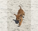 Small Photo #5 Rhodesian Ridgeback Puppy For Sale in MORONGO VALLEY, CA, USA