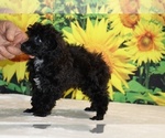 Jasper - Male Poodle (Toy) Puppy for Sale - Photo #3