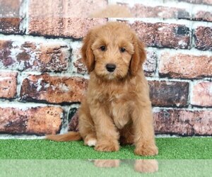 Goldendoodle Puppy for sale in BEL AIR, MD, USA