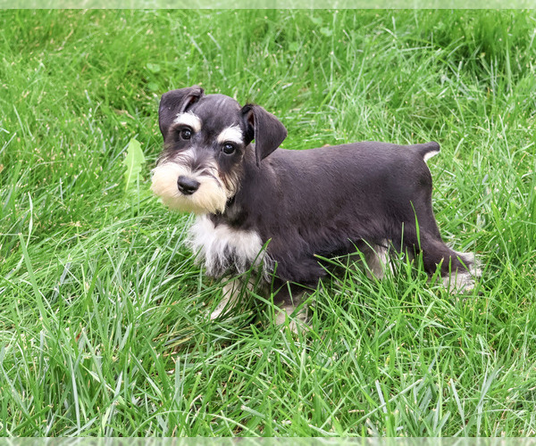 Medium Photo #3 Schnauzer (Miniature) Puppy For Sale in SYRACUSE, IN, USA