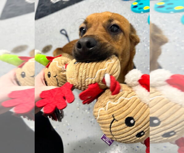 Medium Photo #2 Beagle-Unknown Mix Puppy For Sale in Pierceton , IN, USA