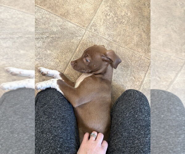 Medium Photo #4 Mutt Puppy For Sale in Evansville, IN, USA