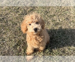 Medium Poodle (Toy)
