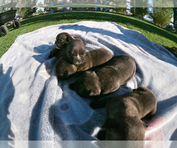 Medium Photo #3 French Bulldog Puppy For Sale in TONOPAH, NV, USA