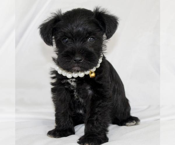 Medium Photo #5 Schnauzer (Miniature) Puppy For Sale in BROOKSVILLE, FL, USA