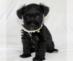 Small #4 Schnauzer (Miniature)