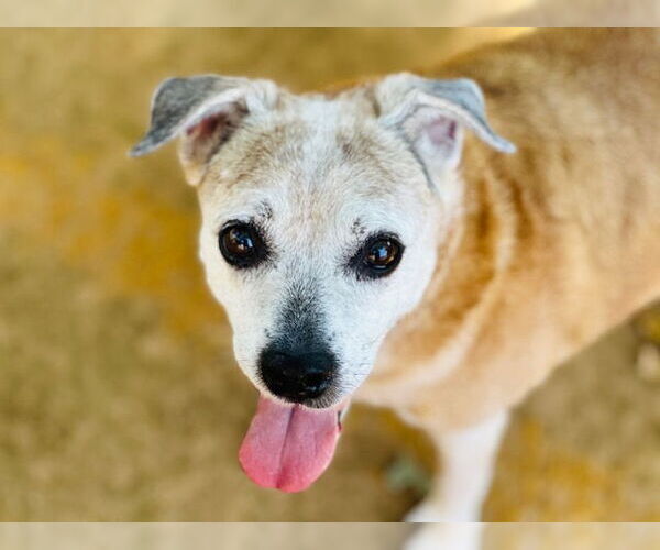 Medium Photo #2 Shiba Inu-Unknown Mix Puppy For Sale in Tallahassee, FL, USA