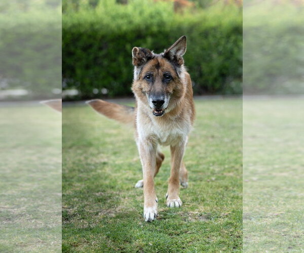 Medium Photo #6 German Shepherd Dog Puppy For Sale in Temecula, CA, USA
