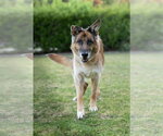 Small #5 German Shepherd Dog