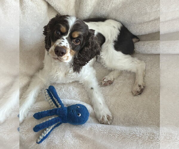 Medium Photo #3 Cocker Spaniel Puppy For Sale in St. Louis Park, MN, USA