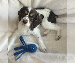 Small #2 Cocker Spaniel