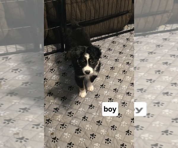 Medium Photo #2 Miniature Australian Shepherd Puppy For Sale in WADESBORO, NC, USA