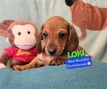 Puppy Loki Dachshund