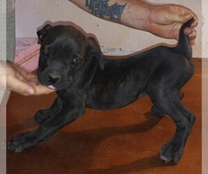 Cane Corso Puppy for sale in GRENVILLE, NM, USA