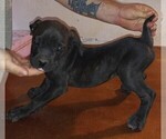 Small Photo #1 Cane Corso Puppy For Sale in GRENVILLE, NM, USA