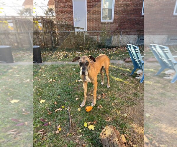 Medium Photo #15 Great Dane Puppy For Sale in Bullard, TX, USA