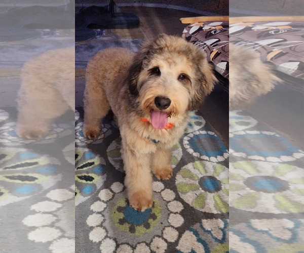 Medium Photo #2 Poodle (Standard) Puppy For Sale in Glendale , AZ, USA